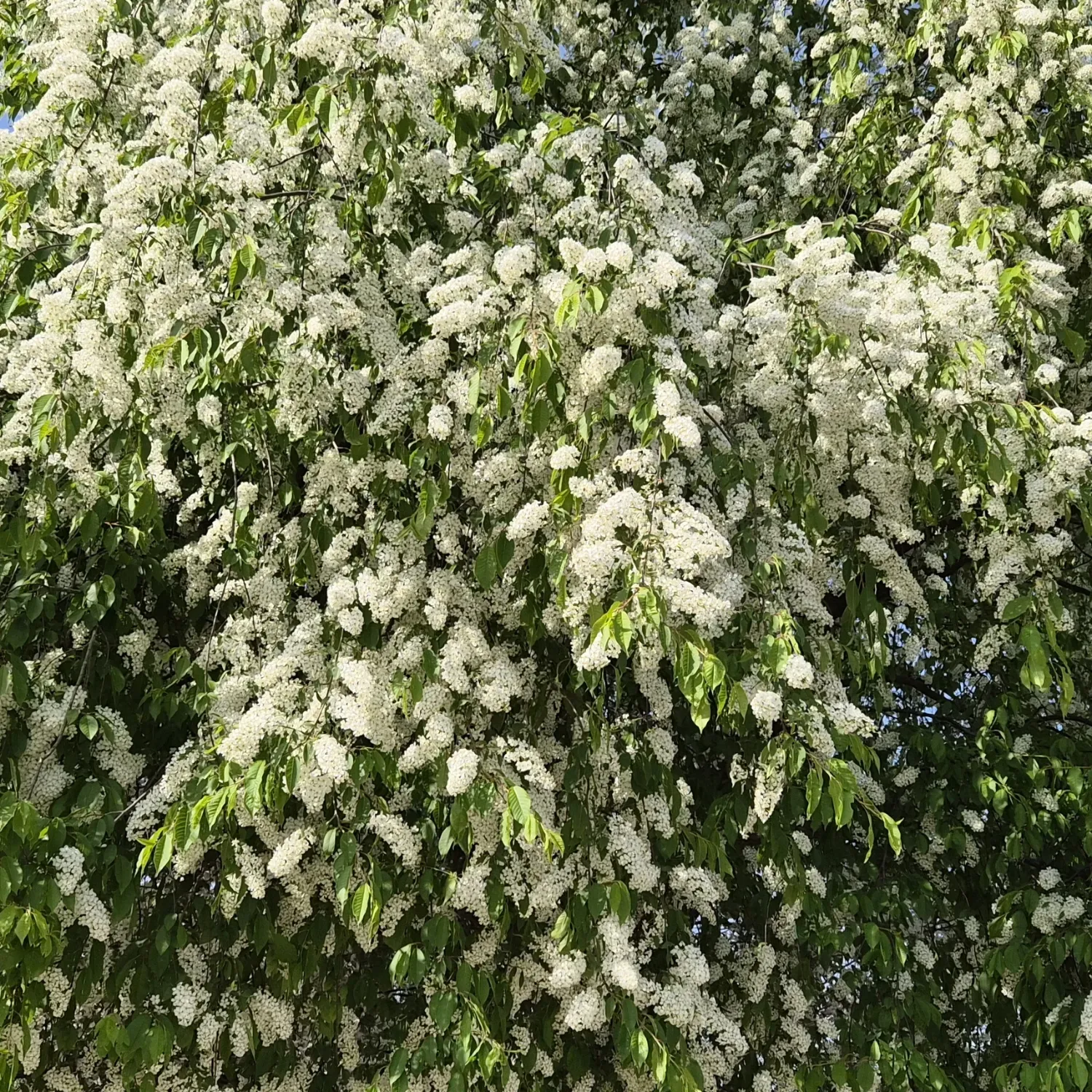 Momen yang diabadikan oleh penggemar Kim Hojoong