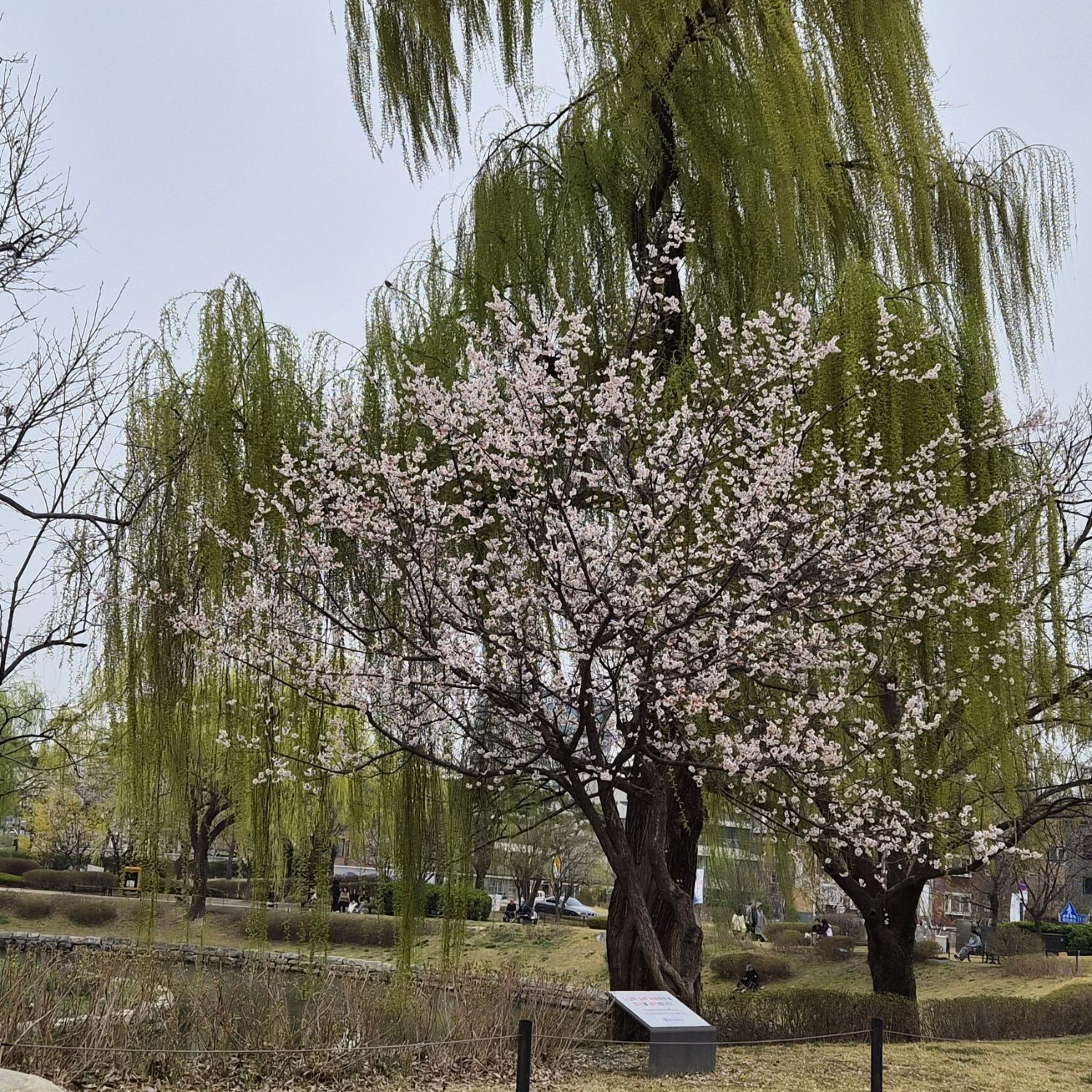 キム・ホジュンの最新写真