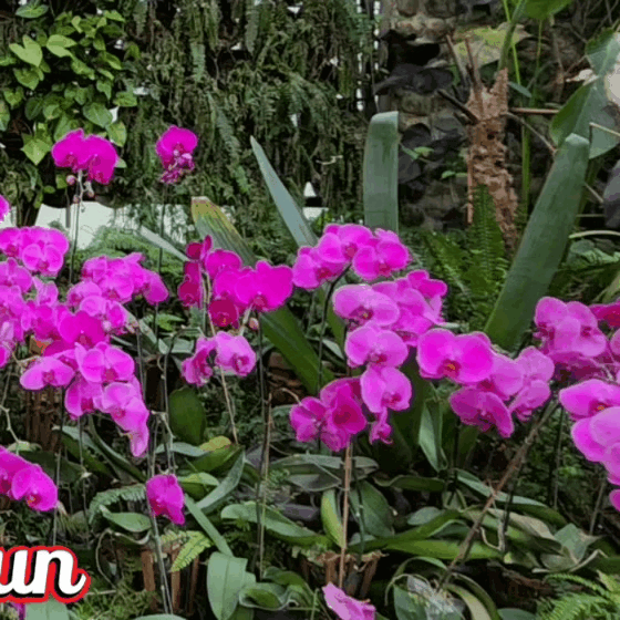 community_articles_contents