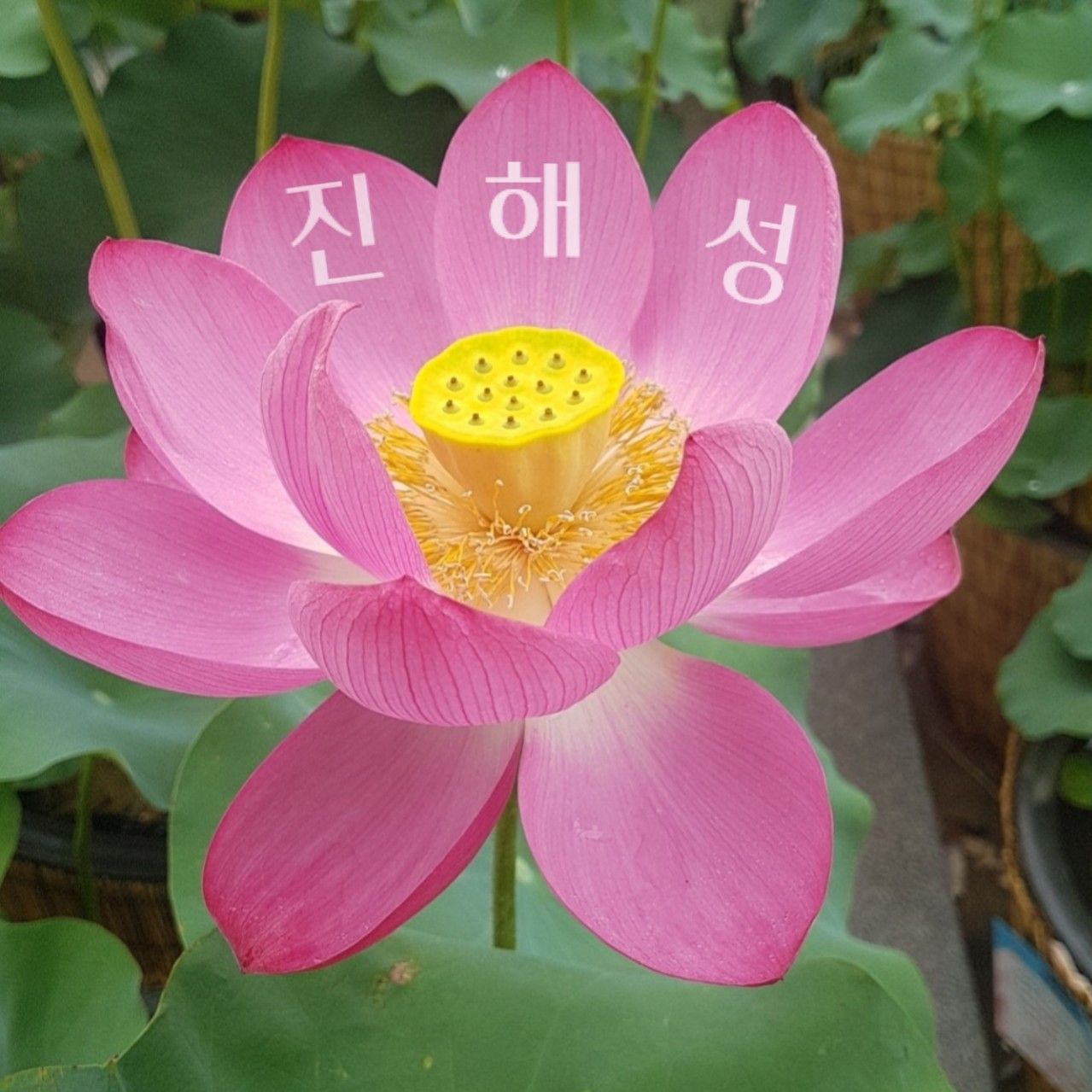 晋海成的幕后花絮