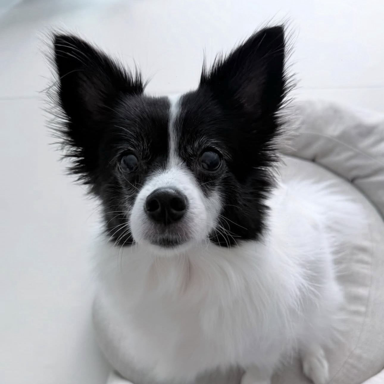 Behind-the-scenes cut of BADA