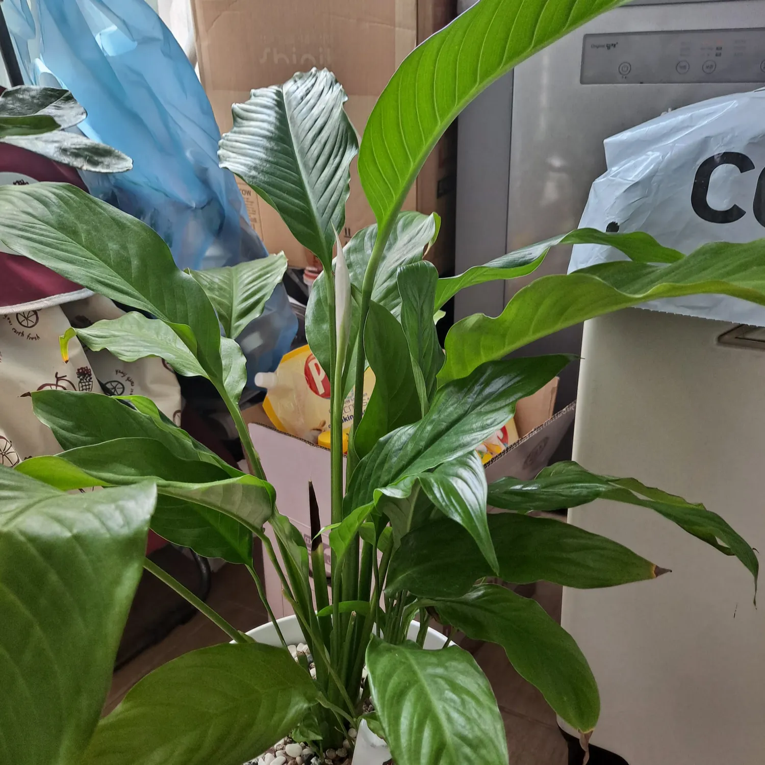 Jinuk的近期活動照