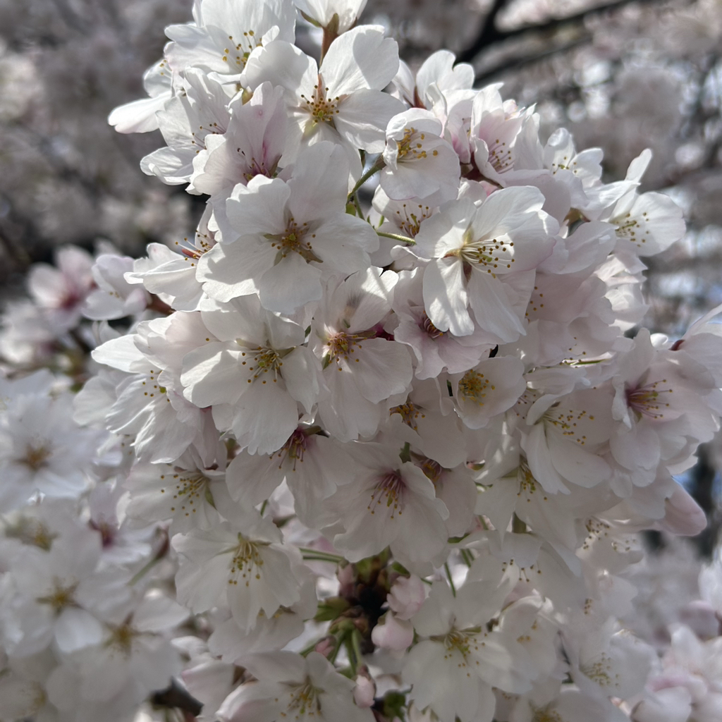 车银优的近期活动照