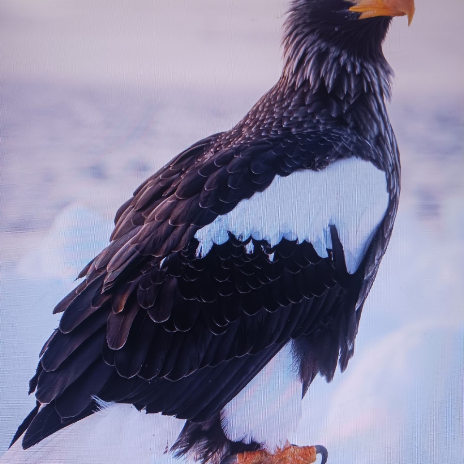 Momen yang diabadikan oleh penggemar Kim Hojoong