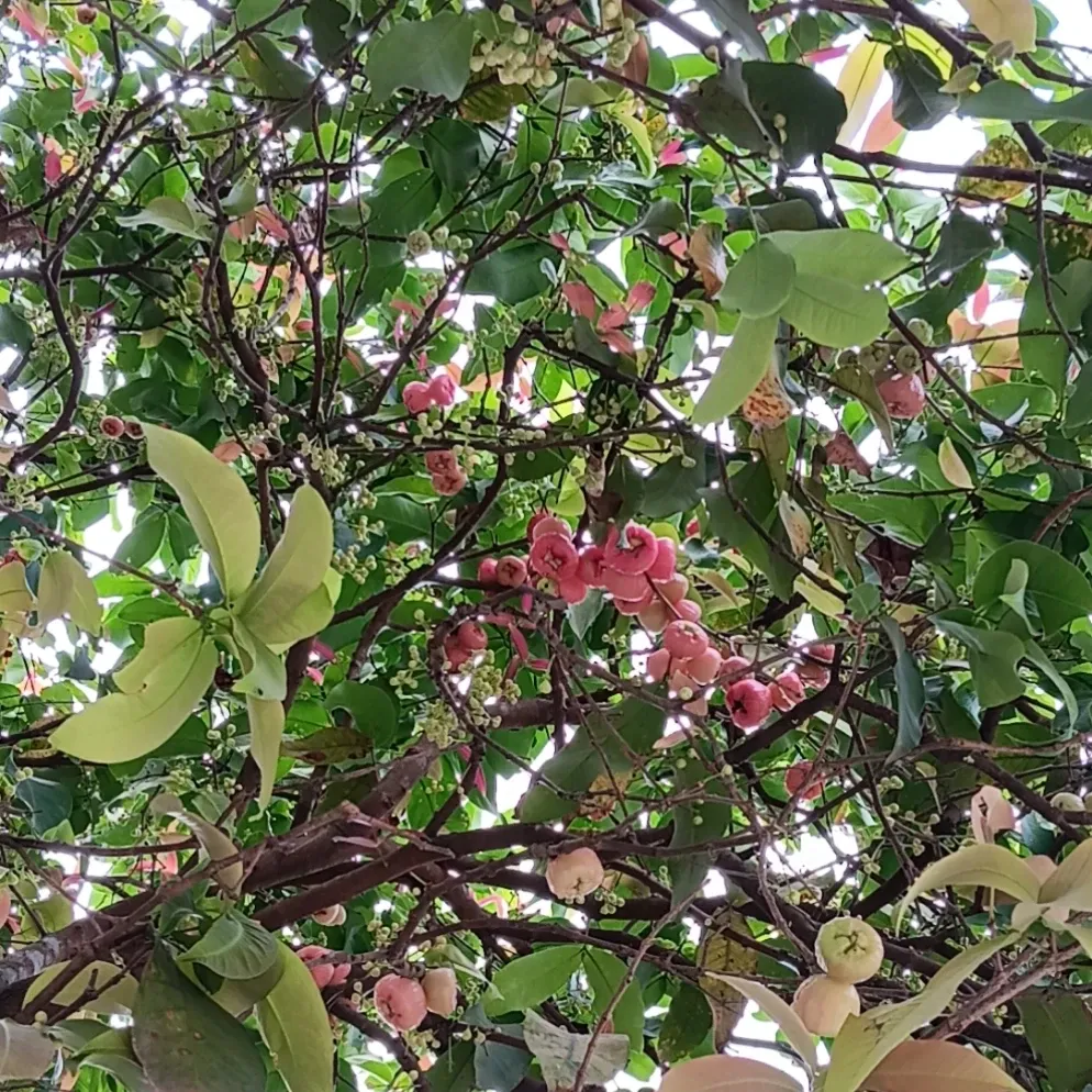 Foto kegiatan terbaru dari Song Jihyo