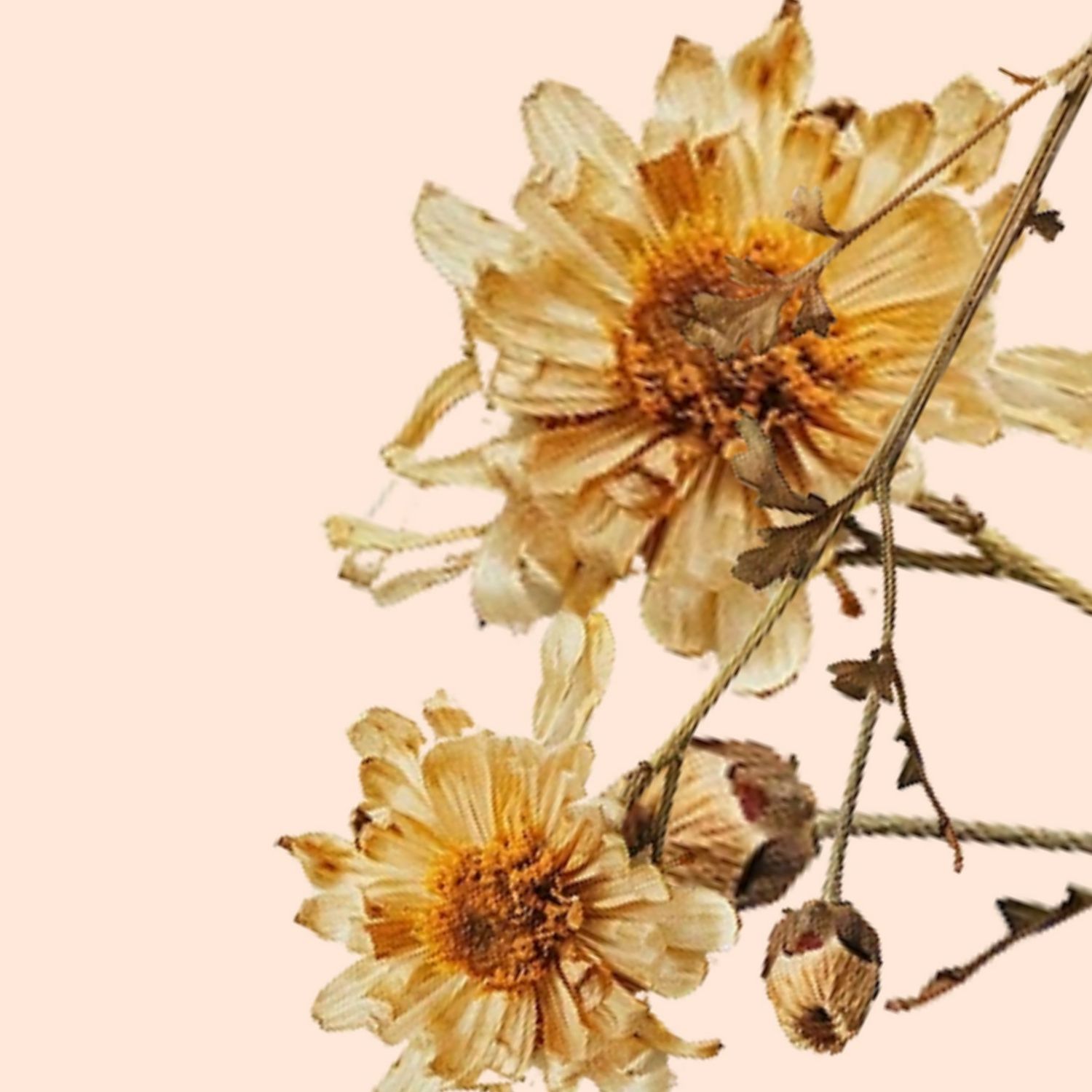 Latest photo of Moon Chaewon