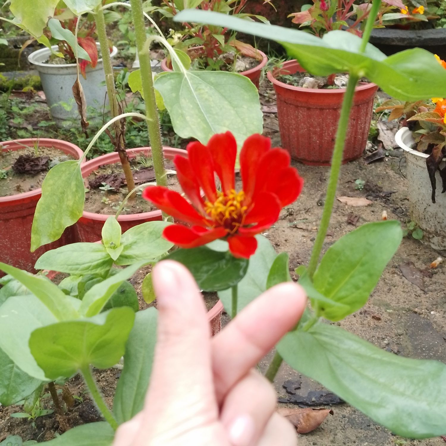 Latest photo of Faker