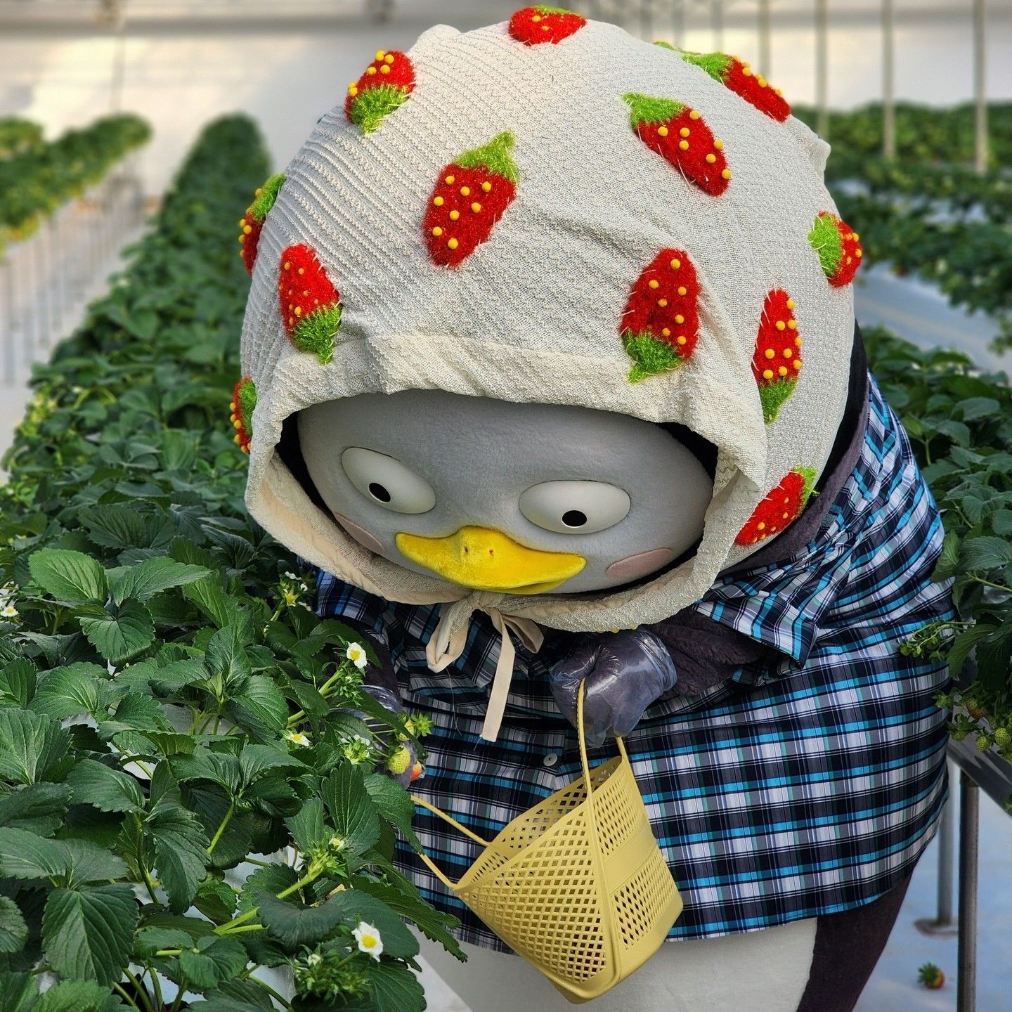 Momen yang diabadikan oleh penggemar Pengsoo