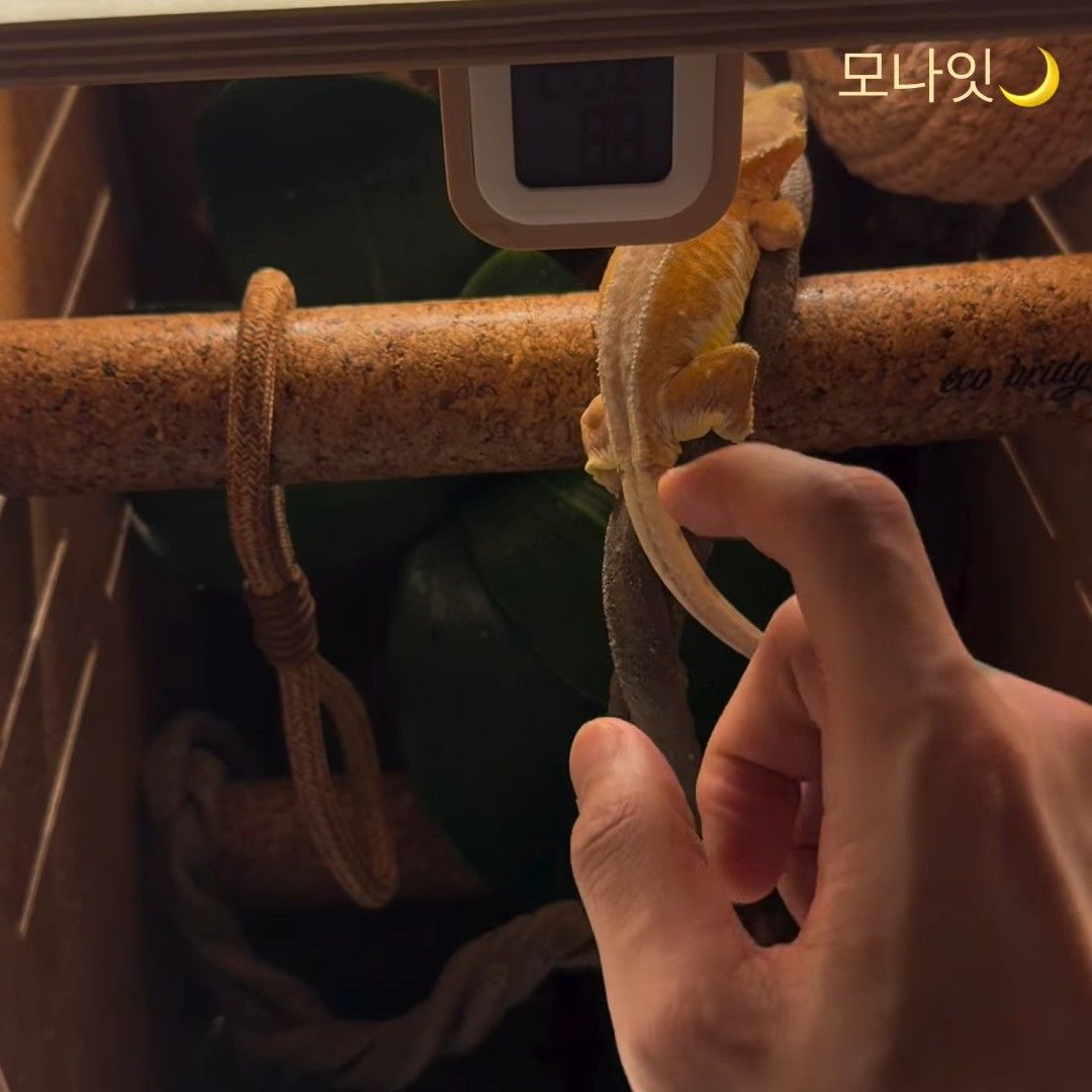 A moment captured by a fan of Ki Moogan