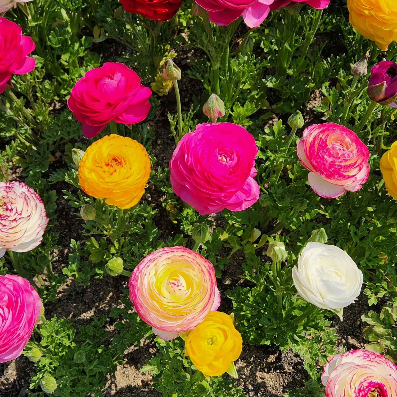 チャン・ミンホのビハインドカット