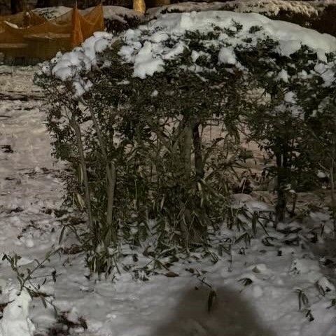 Recent activity shot of Park Seoham