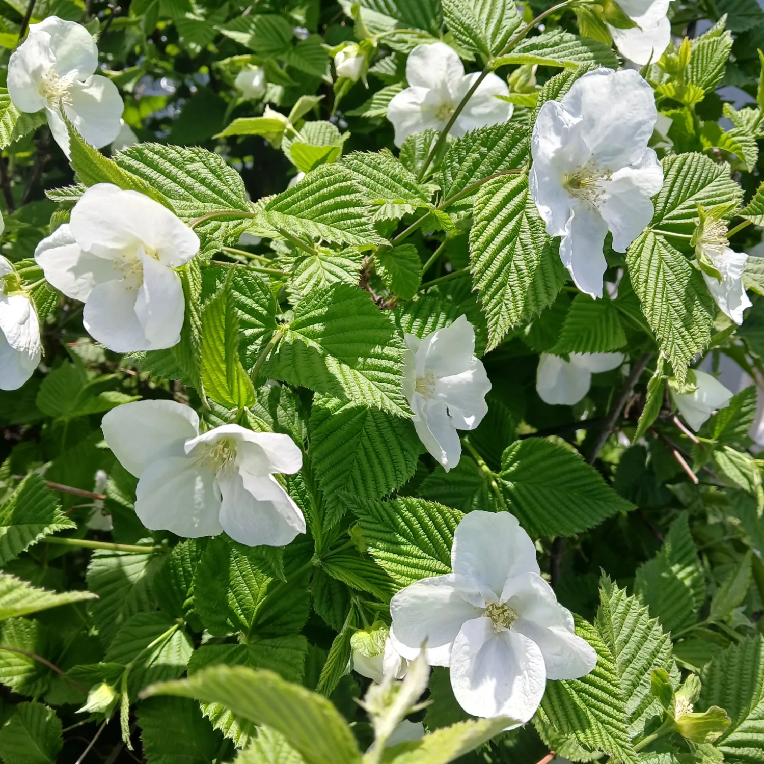 朴瑞鎮的幕後花絮