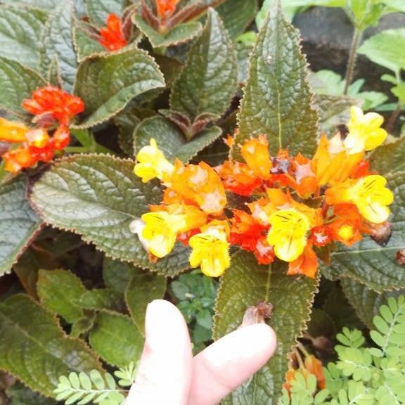 Gumayusi的近期活動照