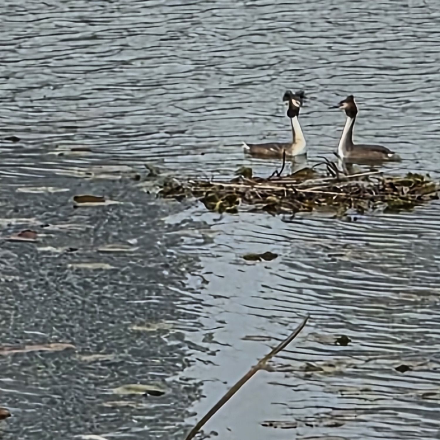 金浩中的最新照片