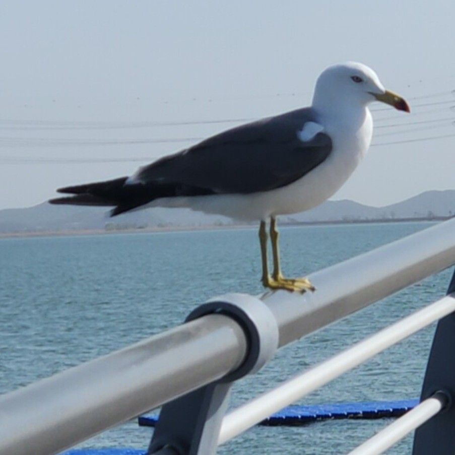 A moment captured by a fan of Jin Haesung