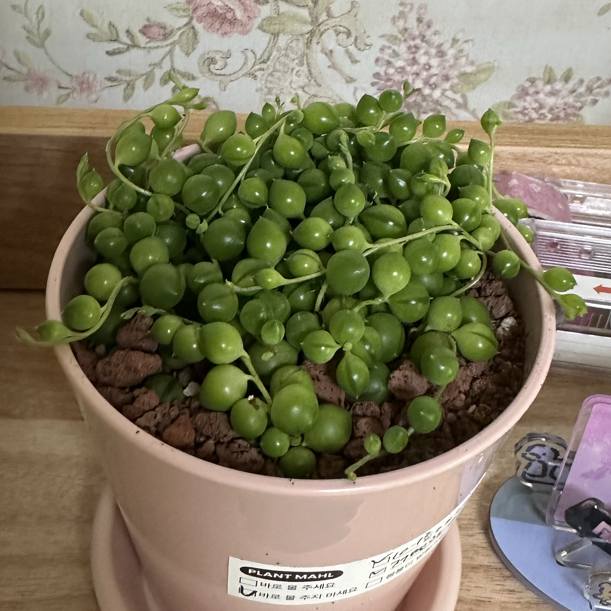 Cha Junhwan的幕后花絮