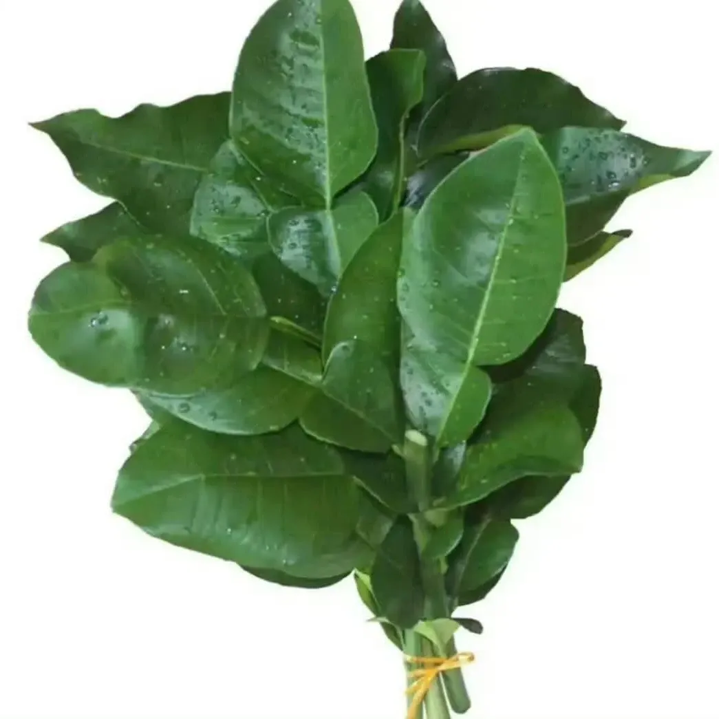 Latest photo of Doran