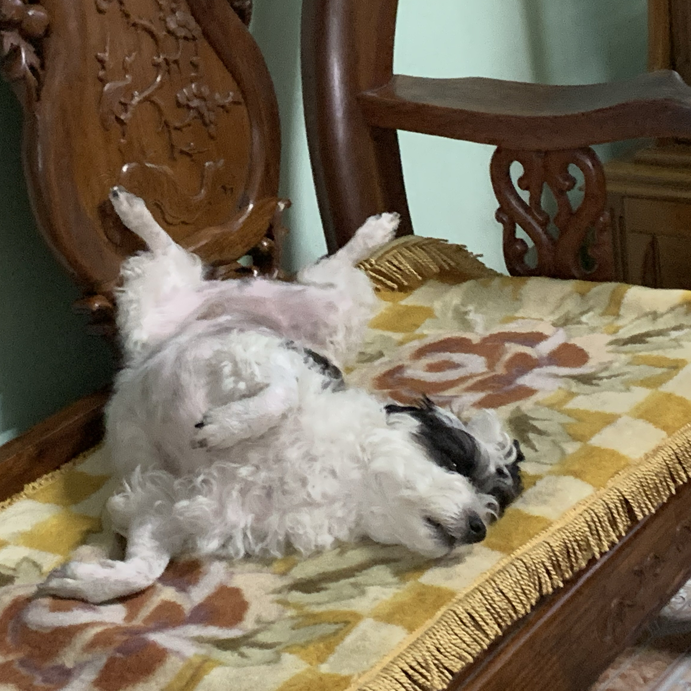 Gumayusiの最近の活動ショット