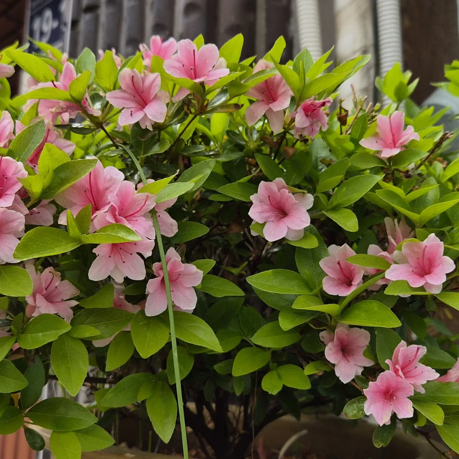 粉丝拍下的金浩中瞬间