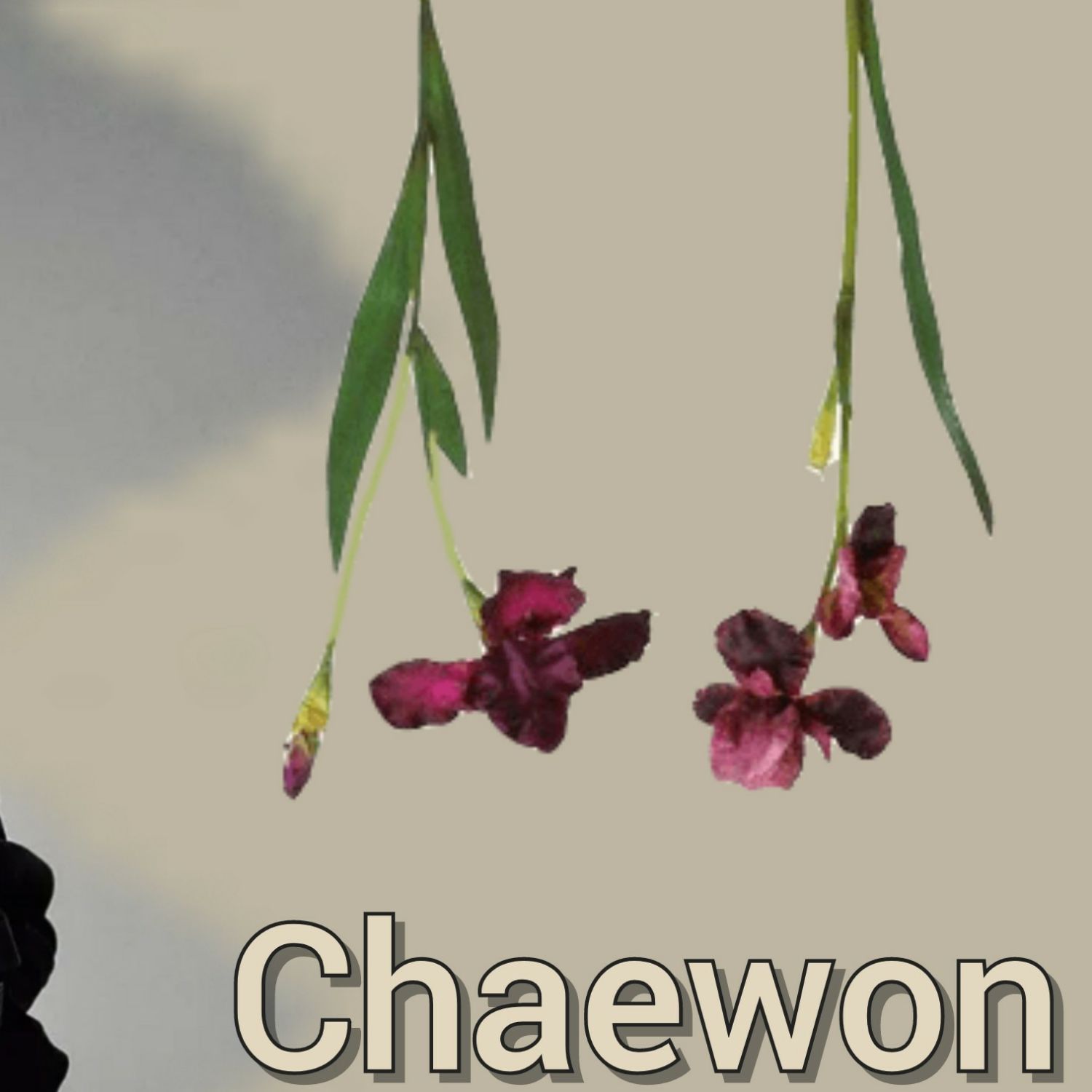 文彩元的幕後花絮