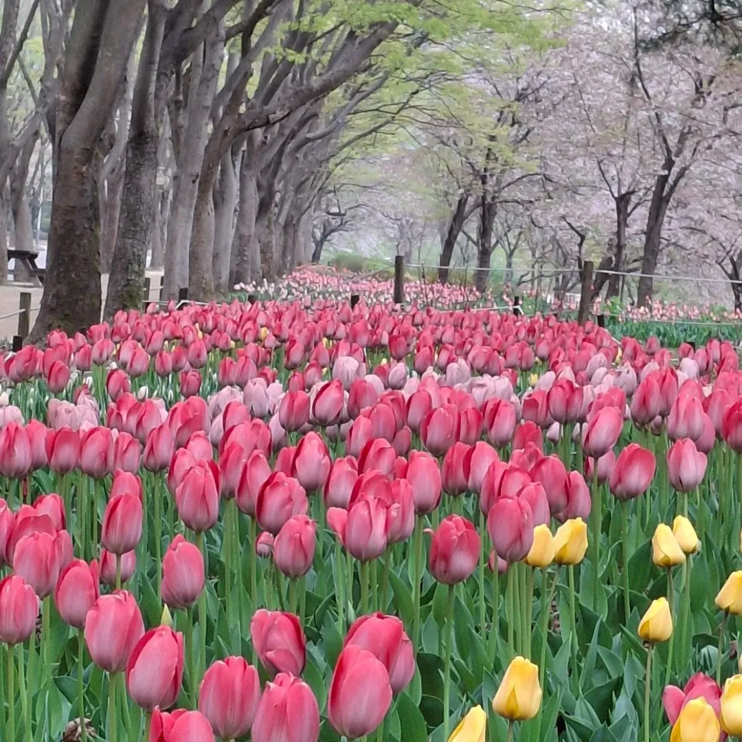 A moment captured by a fan of Kim Soyeon (2004)