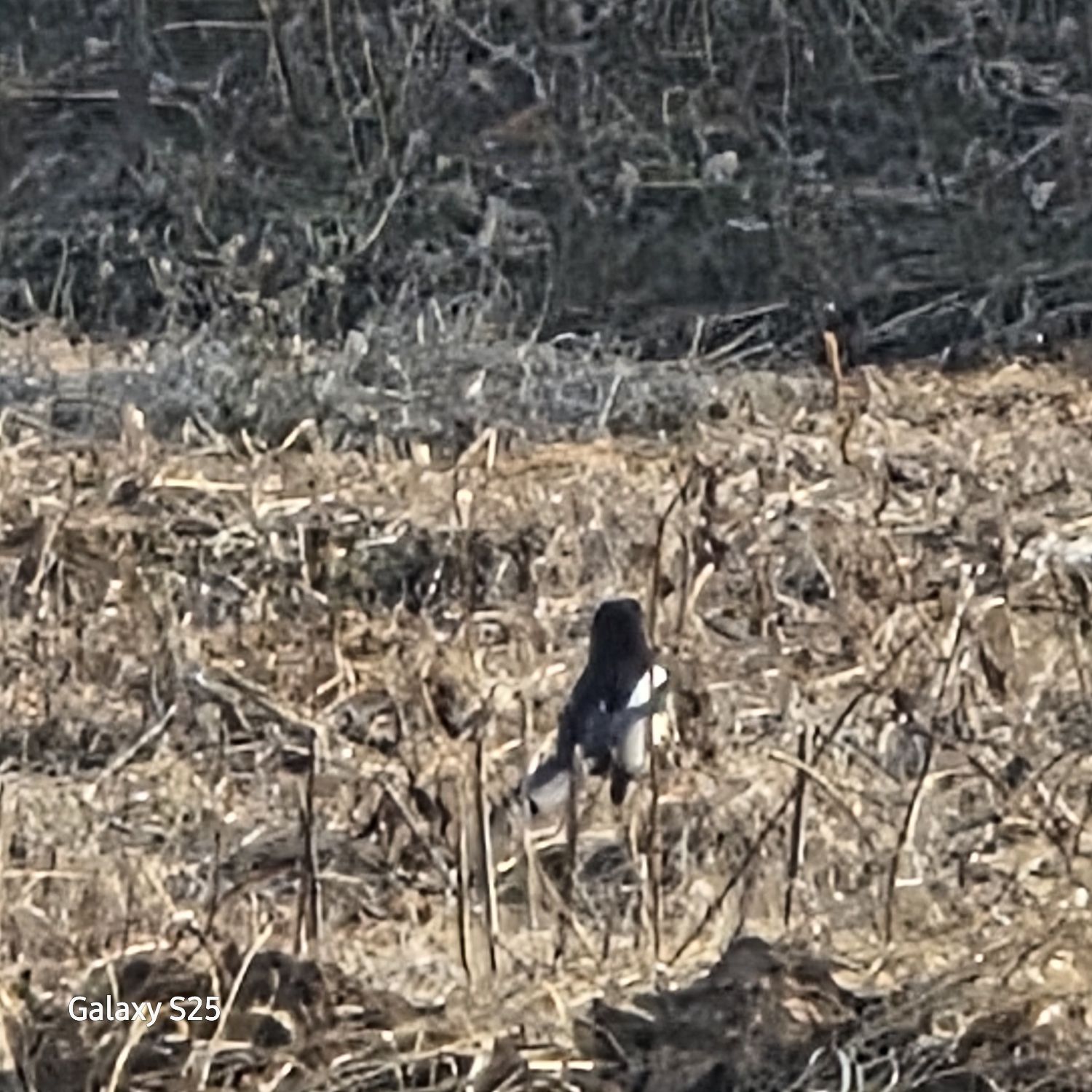 チャン・ミンホの最新写真