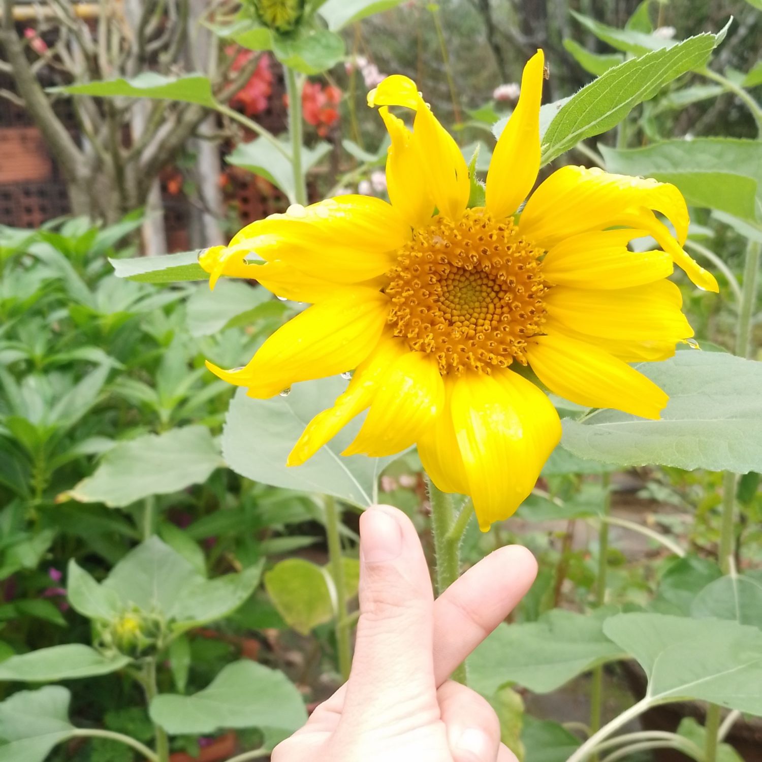 A moment captured by a fan of Faker