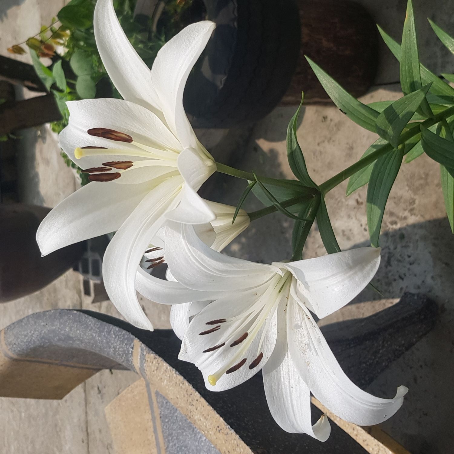 Faker的近期活动照