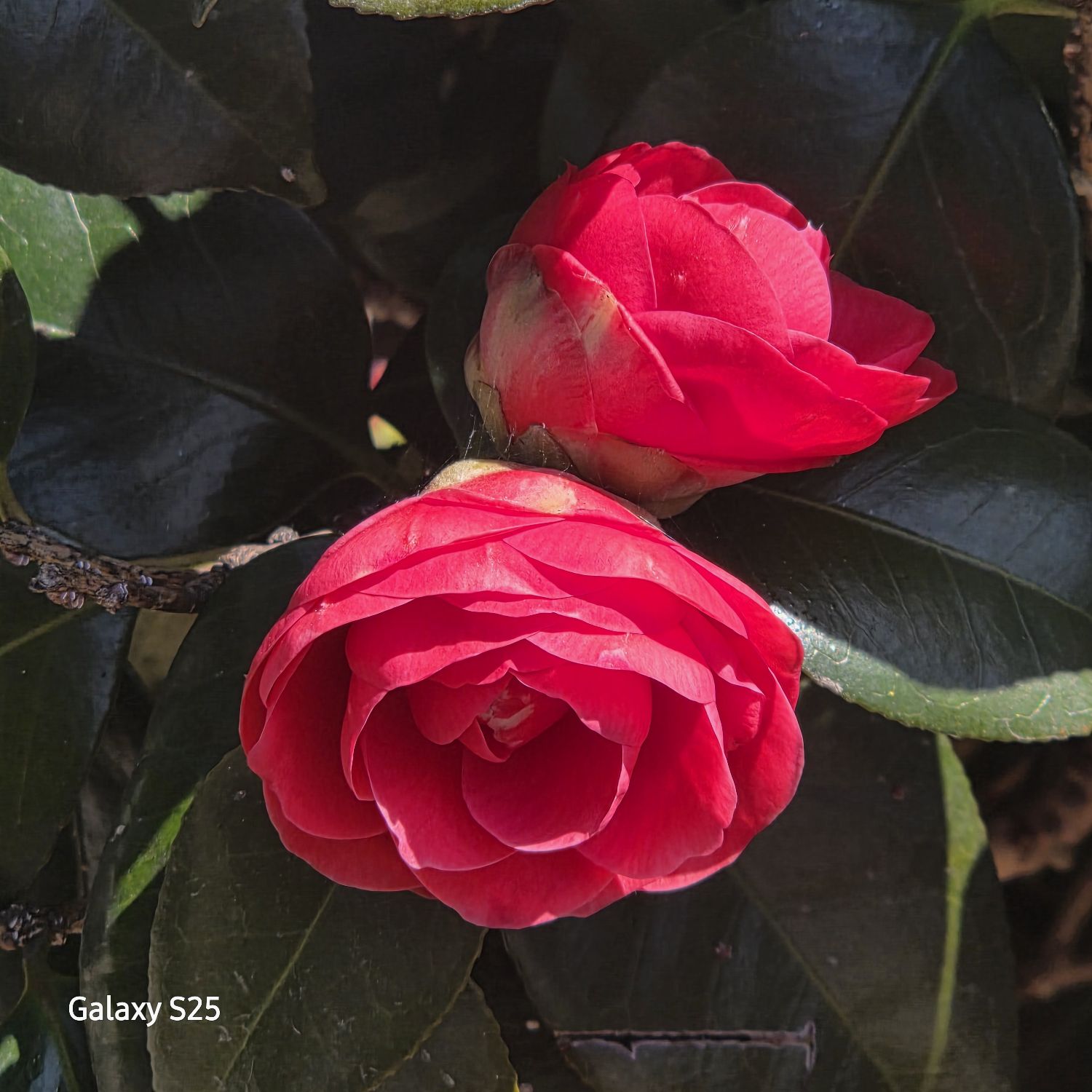 粉丝拍下的张民好瞬间