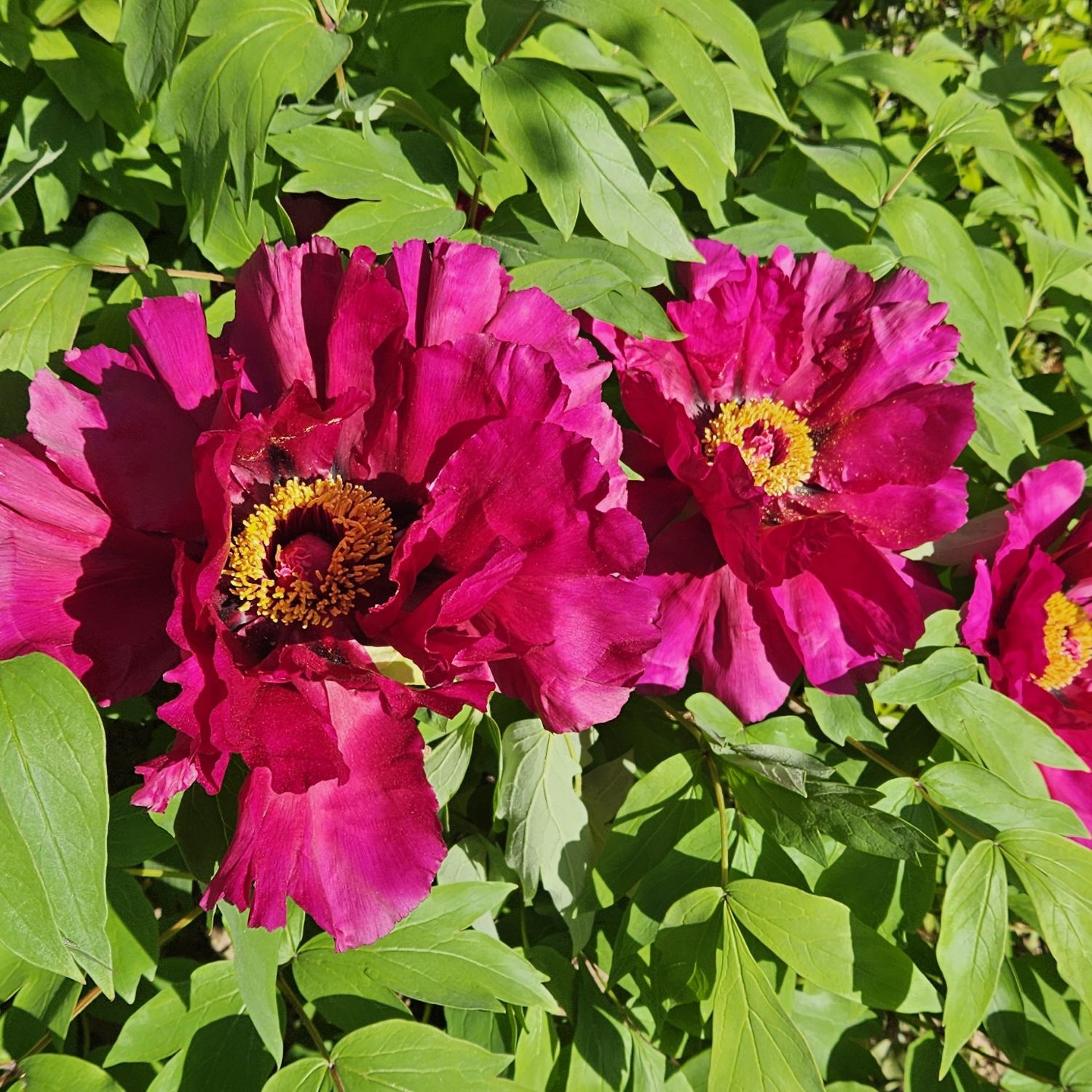 A moment captured by a fan of Hwang Youngwoong