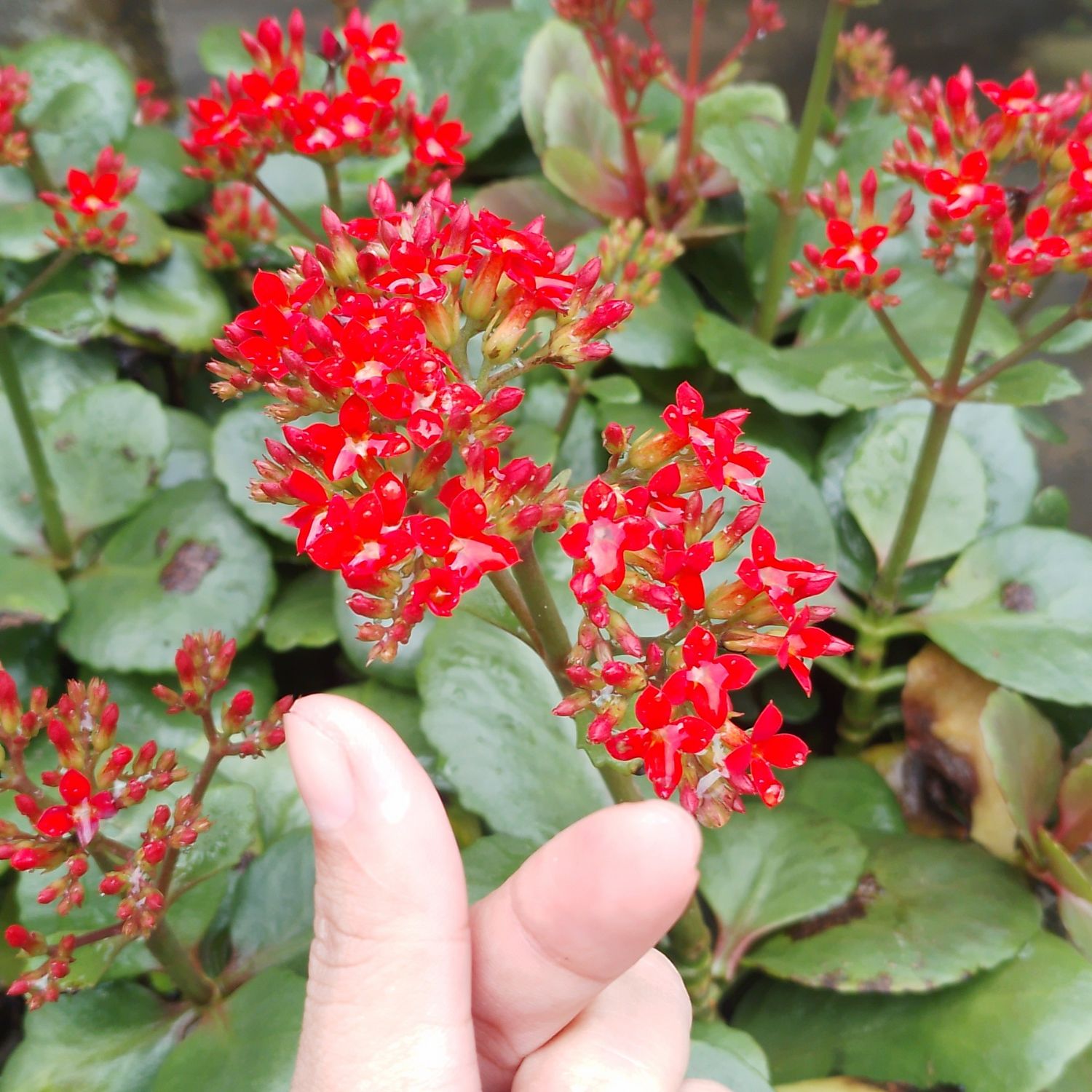 구마유시의 비하인드 컷