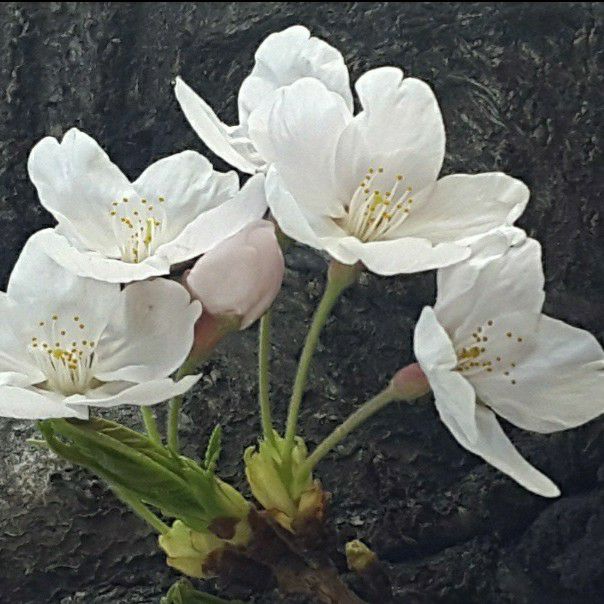 진해성 최근 활동샷