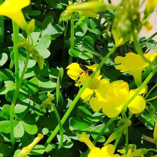 Suho的近期活動照