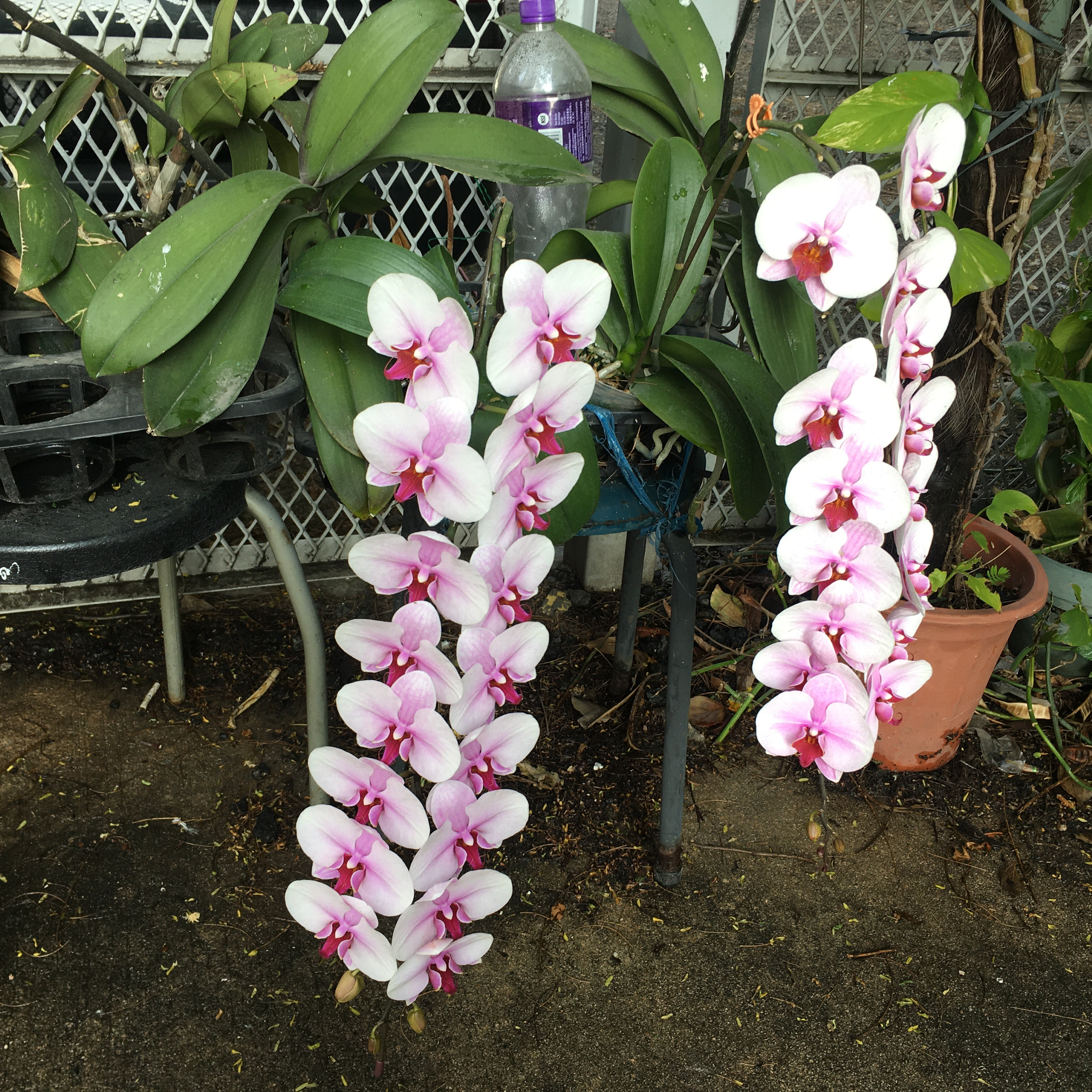 金高銀的幕後花絮