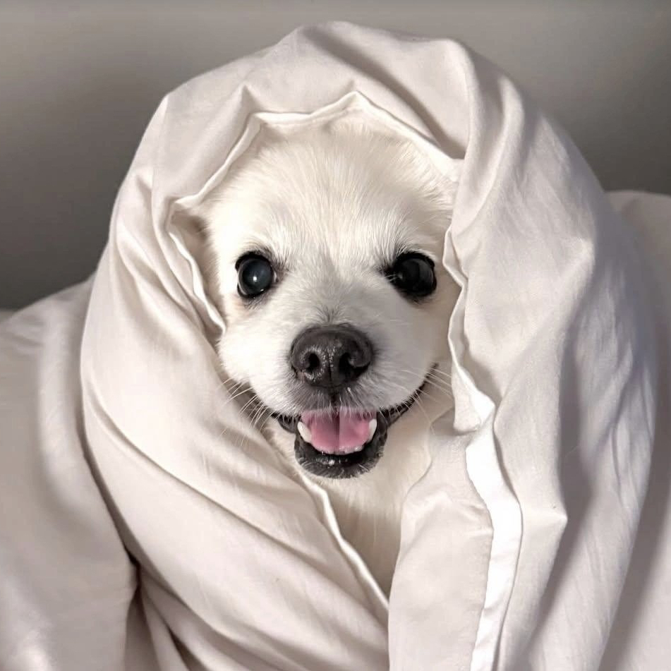 粉絲拍下的BADA瞬間