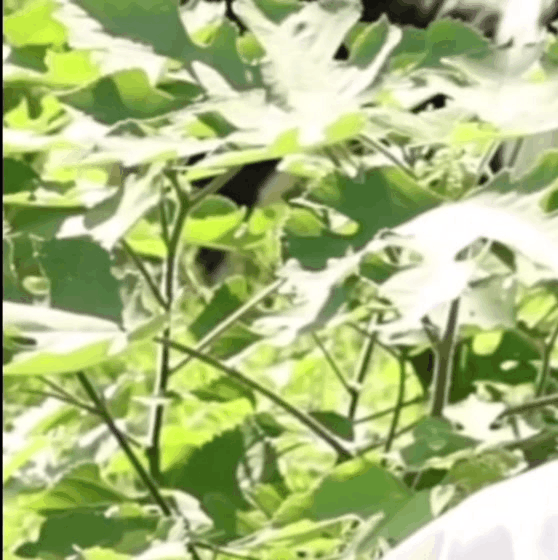 Behind-the-scenes cut of Dylan Wang