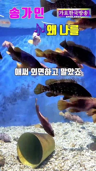 宋歌人的最新照片