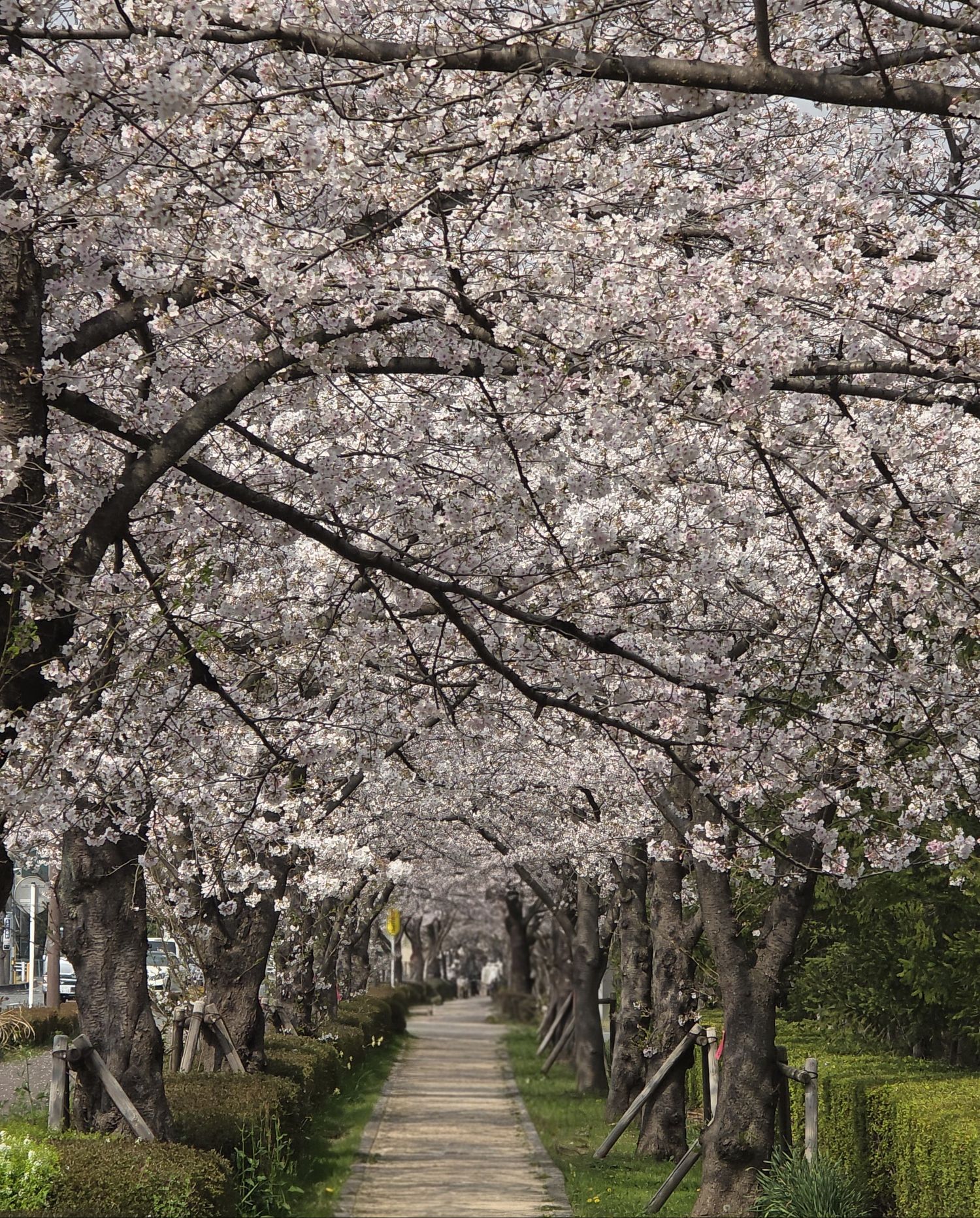 池昌旭的近期活动照