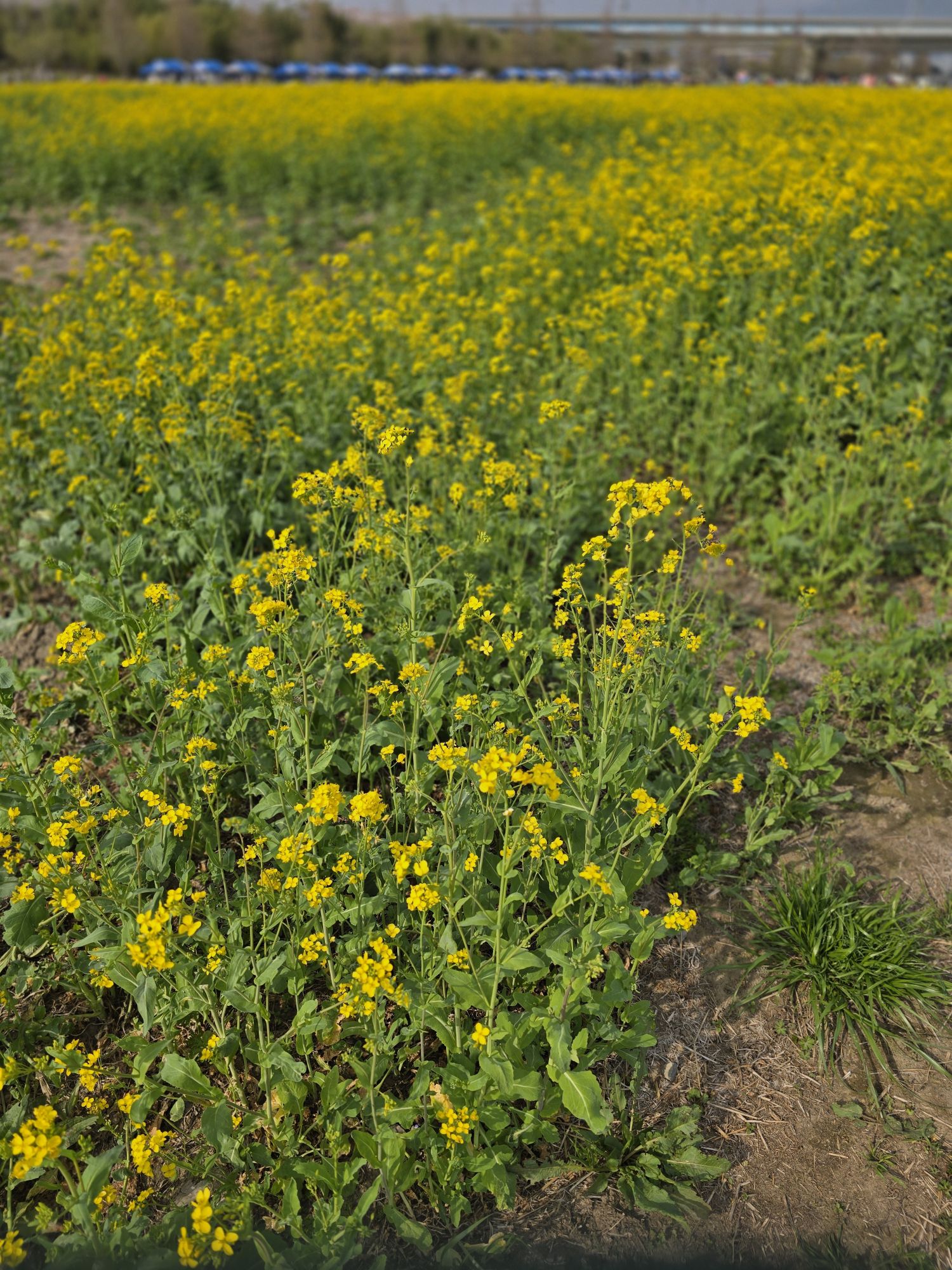 パク・ソジンの最近の活動ショット